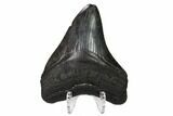 Fossil Megalodon Tooth - Georgia #151519-2